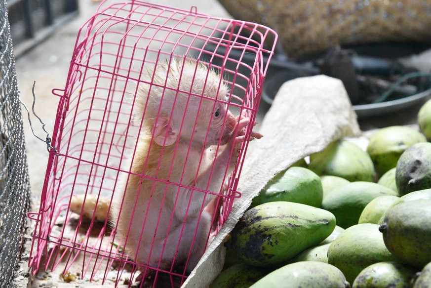 little baby monkey in a cage black market business of wildlife trafficking