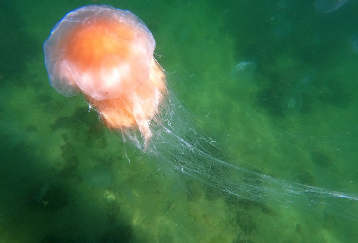 15.07.2023, Schleswig-Holstein, Timmendorfer Strand: Eine Feuerqualle schwimmt in der Ostsee. Zahlreiche harmlose Quallen und mehrere Feuerquallen in der L�becker Bucht haben die Freude an der Erfrisc ...