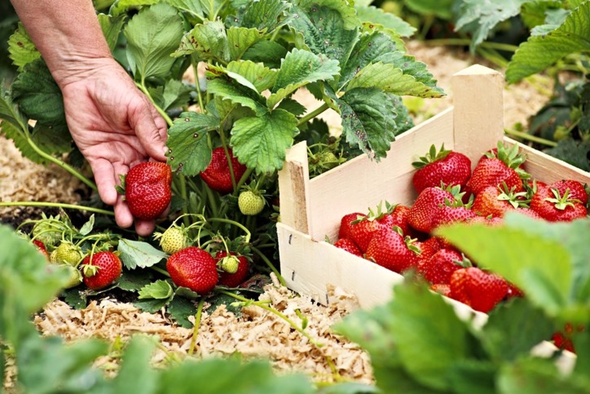 Female hand rips strawberries from the bush. Perfect weather for harvesting strawberries. There is wooden box with strawberries near the bush