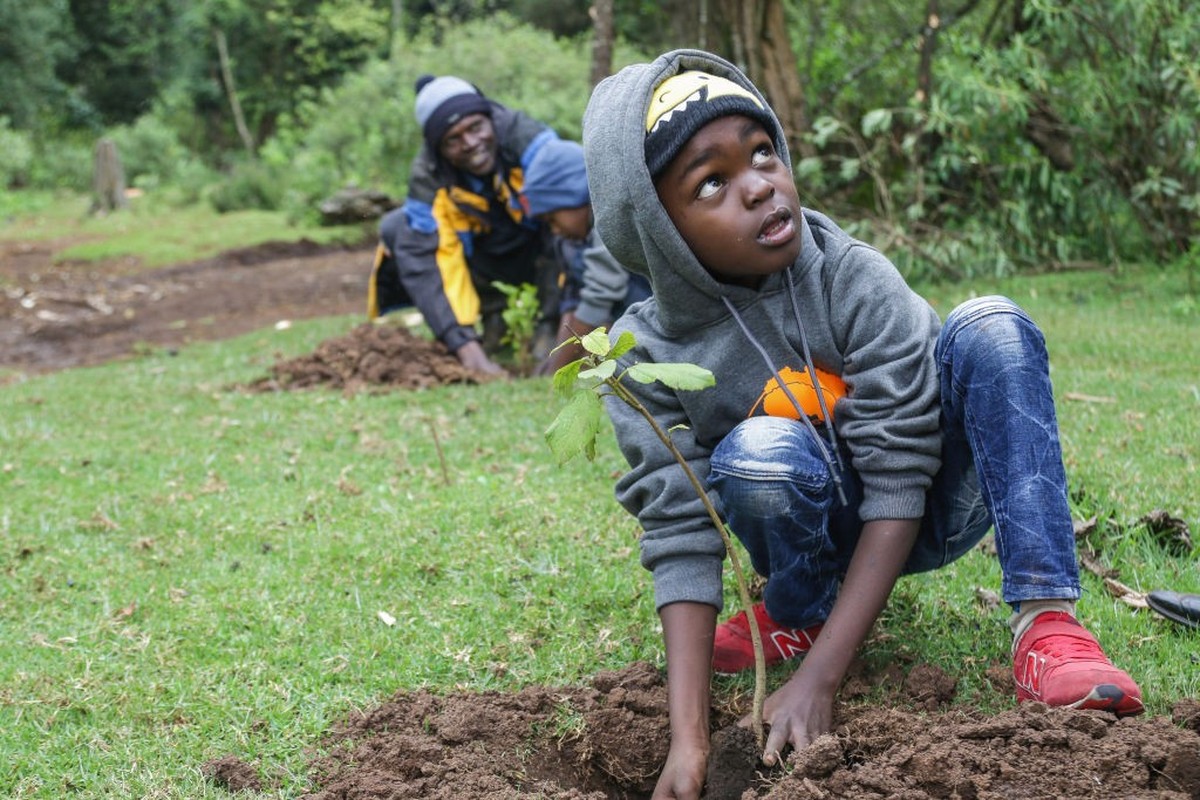 NAKURU, RIFT VALLEY, KENYA - 2021/10/23: A young boy plants a tree seedling at a deforested area inside Mau Forest.
As a measure to mitigate the impacts of climate change, the Kenyan government set a ...