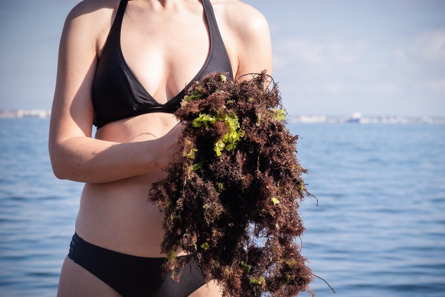 Sea algae in the woman hand close up. Sea weed on the shore after storm. Woman is cleaning the beach from the water weed concept.