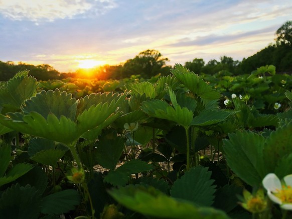 Strawberry field at sunset