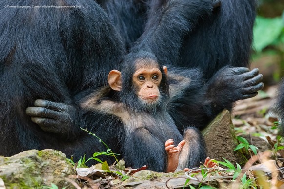 The Comedy Wildlife Photography Awards 2019
Thomas Mangelsen
Jackson
United States
Phone: 307-733-6179
Email: andrew@mangelsenstock.com
Title: Laid Back
Description: On the last day in Gombe Stream Na ...