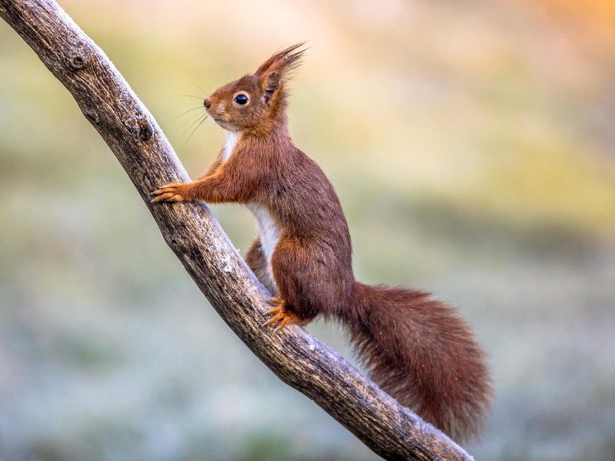 Red squirrel (Sciurus vulgaris) Animal on frosty branch on cold morning while looking for threats