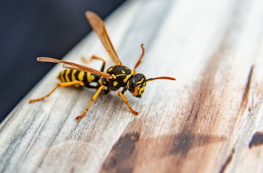Close-up of wasp