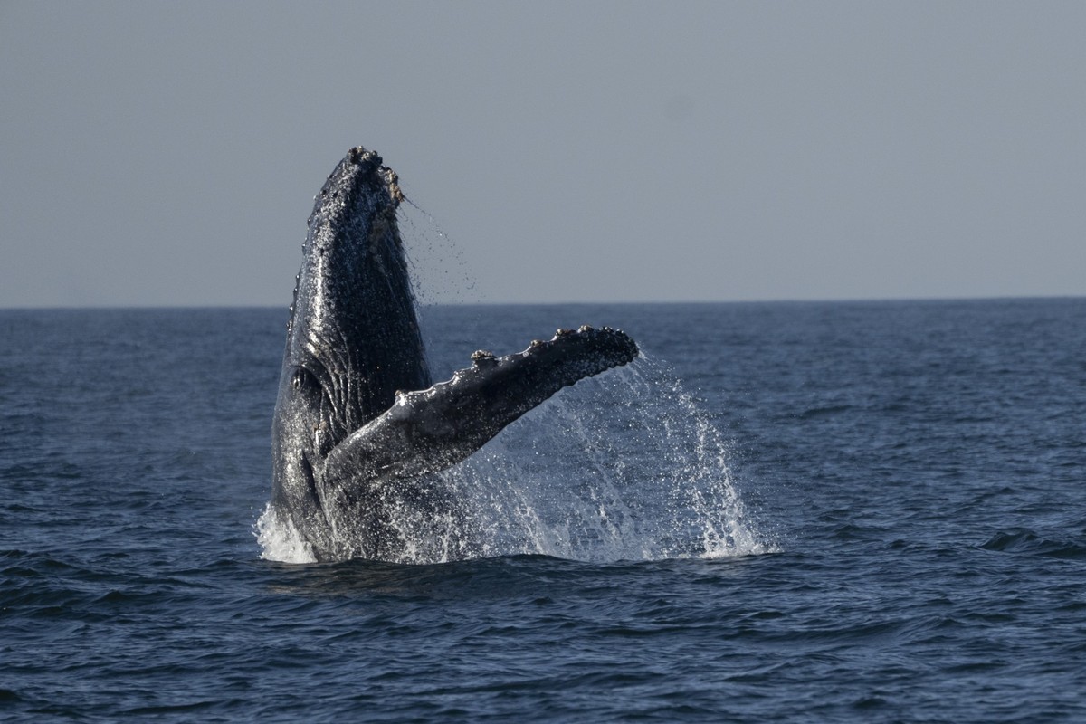 dpatopbilder - 20.06.2024, Brasilien, Niteroi: Ein Buckelwal ist vor der Küste von Niteroi zu sehen während einer Walbeobachtungstour in Niteroi im Bundesstaat Rio de Janeiro in Brasilien. Die Whale-W ...