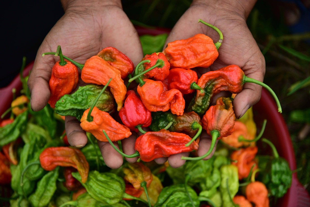 Ghost Chili Harvest In India A farmer is showing Bhut jolokia or ghost chili peppers plucked from his field in Nagaon district in Assam, India, on May 4, 2023. Nagaon India PUBLICATIONxNOTxINxFRA Copy ...