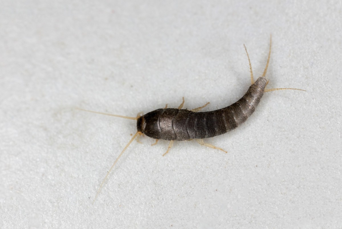 Macro of a Silverfish on a white flagstone on the bathroom floor.