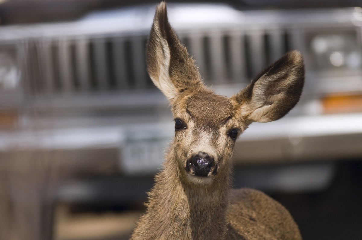 A mule deer&#039;s last moment. You might also be interested in: