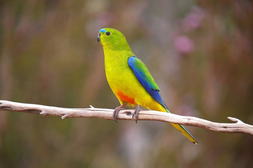 Goldbauchsittich, Goldbauch-Sittich (Neophema chrysogaster), sitzt auf einem Ast, Australien, Tasmanien orange-bellied parrot (Neophema chrysogaster), sitting on a branch, Australia, Tasmania BLWS5393 ...