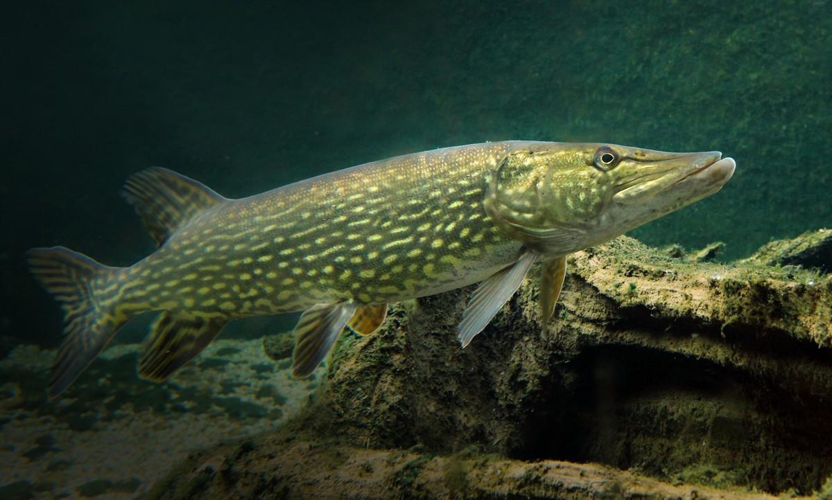 Underwater photo of big Northern Pike (Esox Lucius)